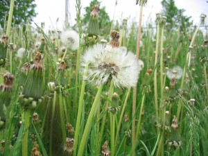 1024px-Weeds_in_Waterloo,_Ontario