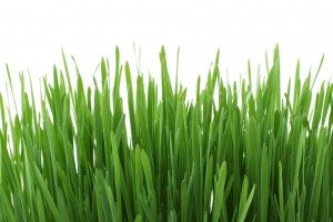 Help Your Lawn Survive the Summer